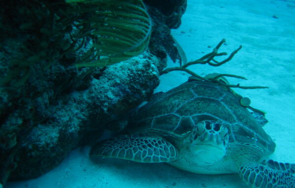 Cozumel Turtle Sanctuary Private Tour