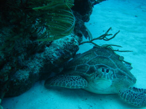 Cozumel turtle sanctuary tour