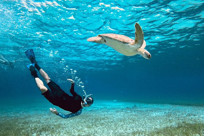 Cozumel Turtle Sanctuary Private Tour 2025