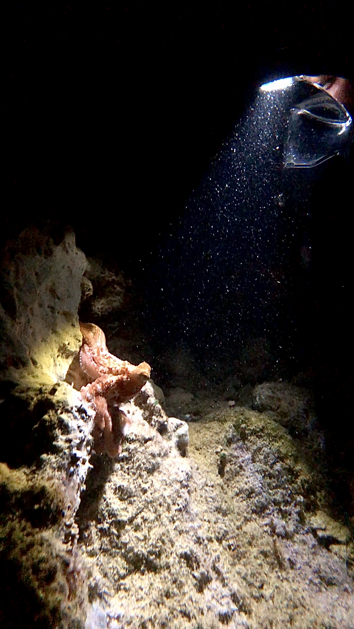 Night Dive Cozumel - View 3