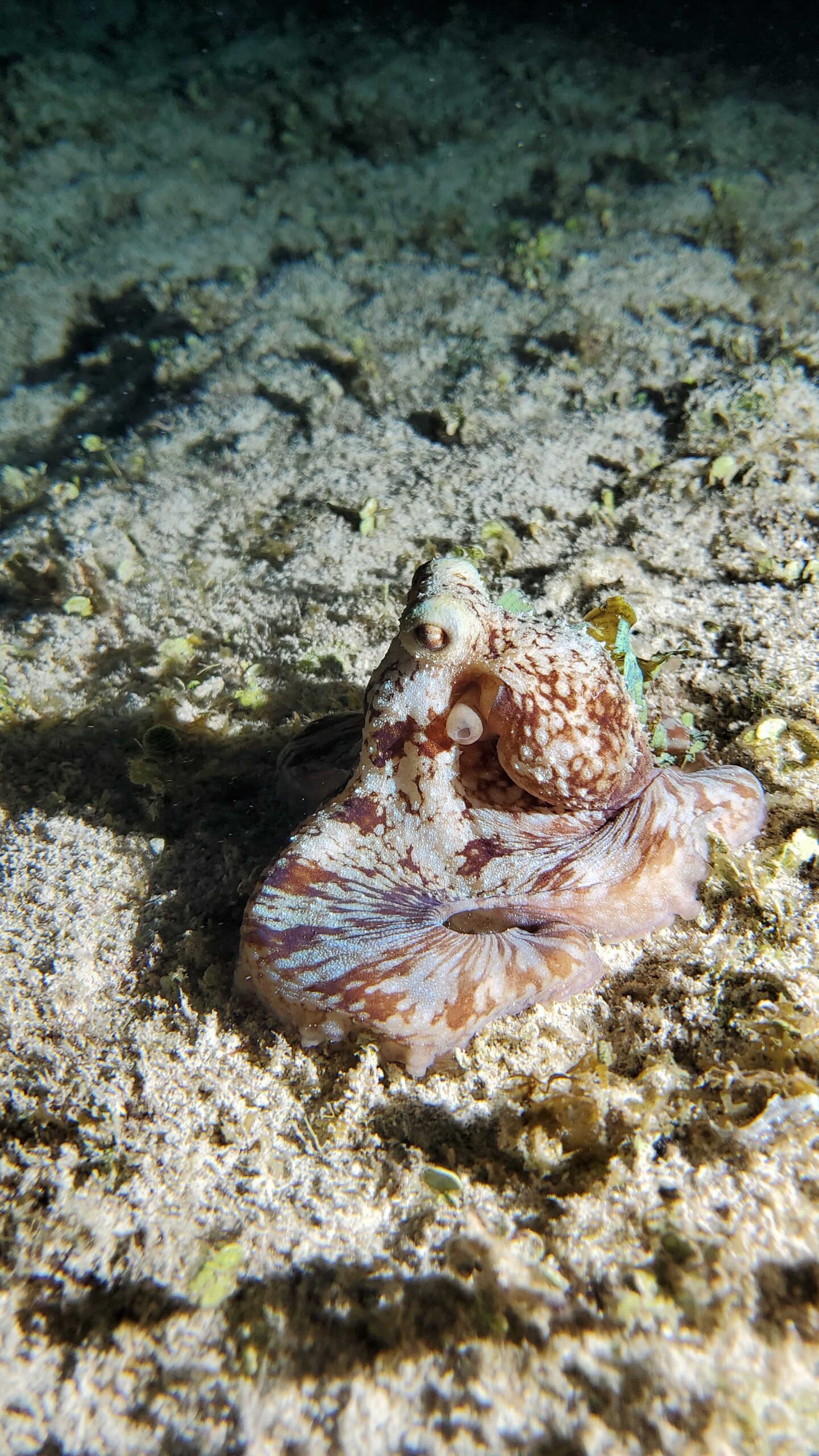 Night Dive Cozumel - View 2