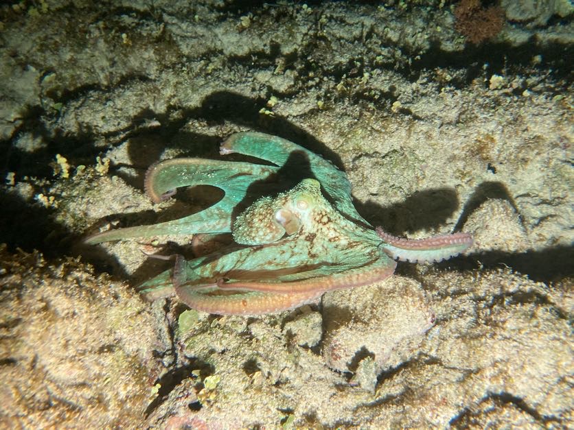 Night Snorkel Tour Cozumel - View 2